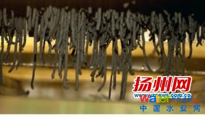 擠壓成型